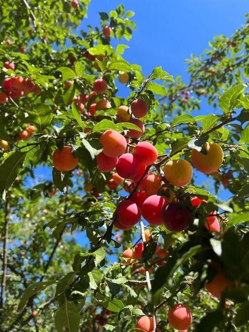 Cozy Private Home, 1 Acre Orchards Near Apple Hill Placerville Ngoại thất bức ảnh